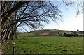 Trees and field, Washbourne