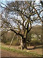 The Birnam Oak