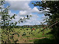 View from Cott lane