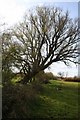 Black Poplar?