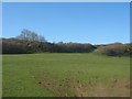 Pasture and woodland near Alltfor