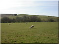 Ty-capel, sheep