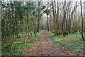 TQ6427 : Bridleway through Newbridge Wood by N Chadwick