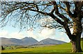 Tree, Castlewellan