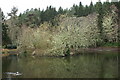 Pond in Dunain Community Woodland, Inverness