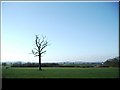 Tree in field