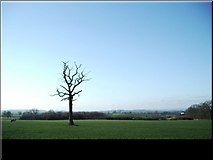 SJ4227 : Tree in field by Octavia