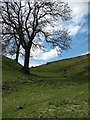 Path to Aysgarth