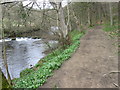 SK2479 : River Derwent at Coppice Wood by Chris Wimbush