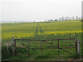 Field of rape near South Darenth