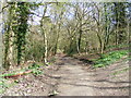 Track in Whitcliffe Common