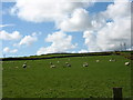 Grazing sheep at Carrog