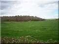 Small Wood near Church Road, Ardmore