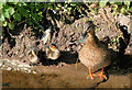 Ducks at Stepswater