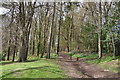 Woodland walk at Cyfarthfa Castle