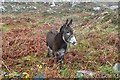 L8821 : Donkey on Garmna (Gorumna) island by Graham Horn