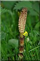 Common Horsetail