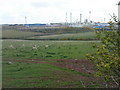 Grazing land by Murco Refinery