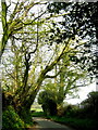 The lane to Higher Halstock Leigh