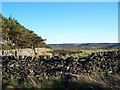 Wood at back of Highfield House, Oakworth Moor