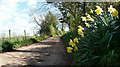 Mid Devon : Daffodils & Farm Track