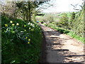 Mid Devon : Daffodils & Farm Track