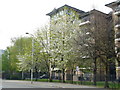 Street Scene, Bedford Park, Croydon