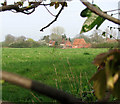 Glimpsed through the hedge