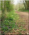 Primroses and violets