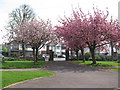 Ornamental cherry blossom at  Cornwell Cottages, Hornchurch