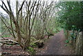 Coppiced trees by the path, Great Britain