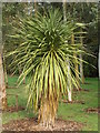 Exotic tree, Nowton Park