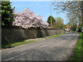 Corpusty - The Street past the mill garden