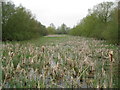 River Gade at Great Gaddesden: Broadwater Lake