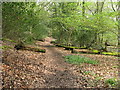 Footpath climbing through Access land in Hammonds Wood