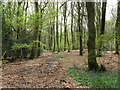 Bridleway heading towards Hawkhurst Court