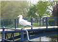 Juvenile herring gull on railings by the Royal Military Canal