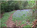 Bluebells by the path