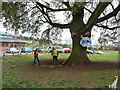 Crewkerne : Oak Tree