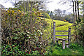 Footpath beside Capel Horeb - Mynyddygarreg