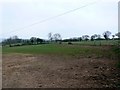 Paddocks near Toller Porcorum