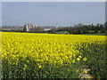 A Suffolk field