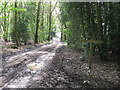 Bridleway crossing track on Access land called Low Heath