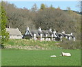 Sheep in field in front of thatched cottages