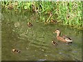 Mallard duck with ducklings on the Wendover Arm