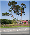 Treehouse and garden of The Windmill pub