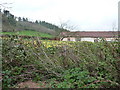 Chettiscombe : Daffodils & Hedgerow