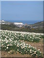 Daffodil field at Pencrennow Farm