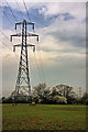 Powerlines and Horses