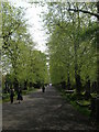 The central avenue, Brompton Cemetery SW10